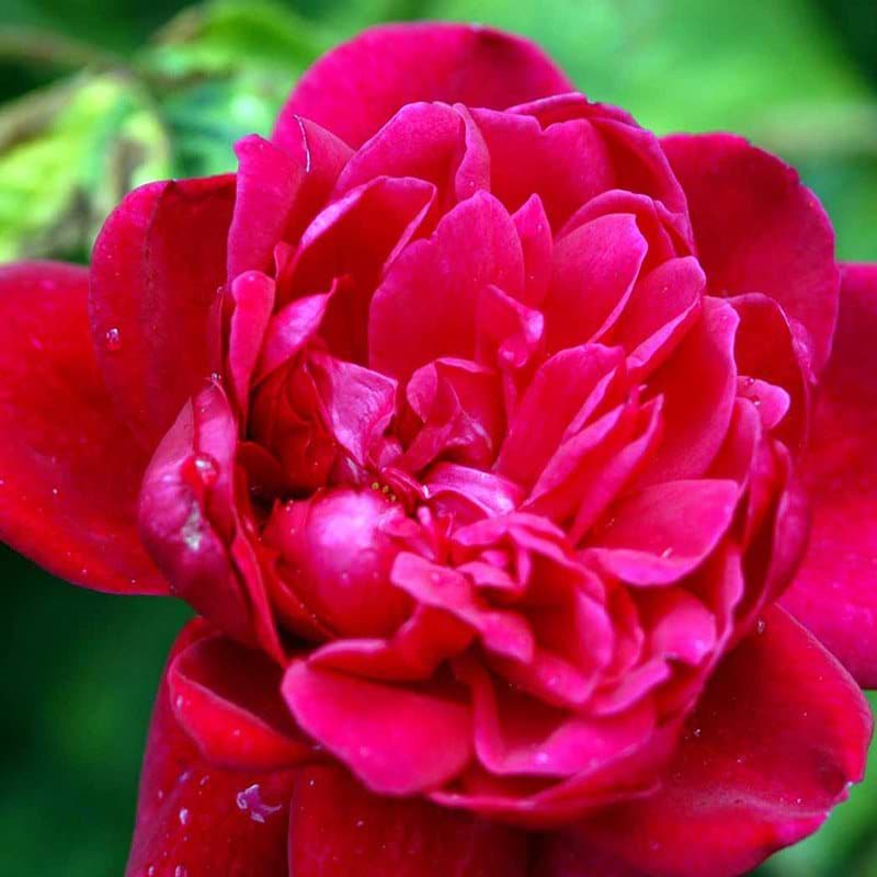 Engelsk rose Sophy's Rose