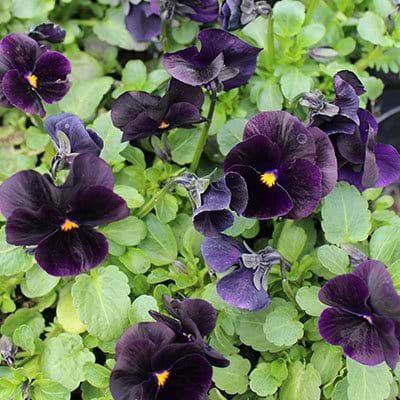Hornviol Sorbet black delight