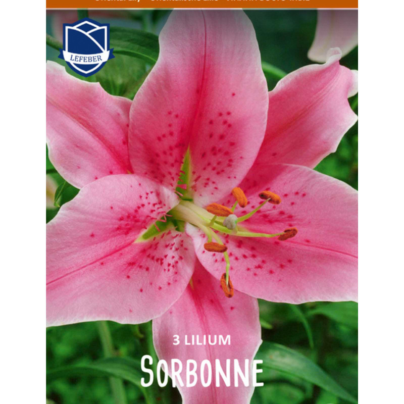 SORBONNE