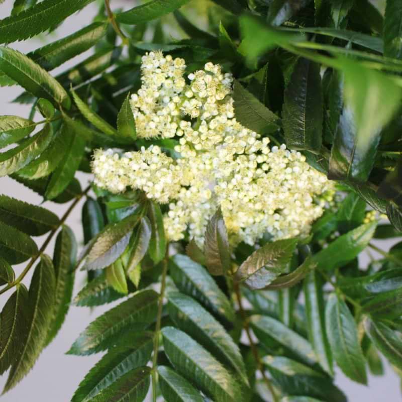 Sorbus Autumn spire blomst