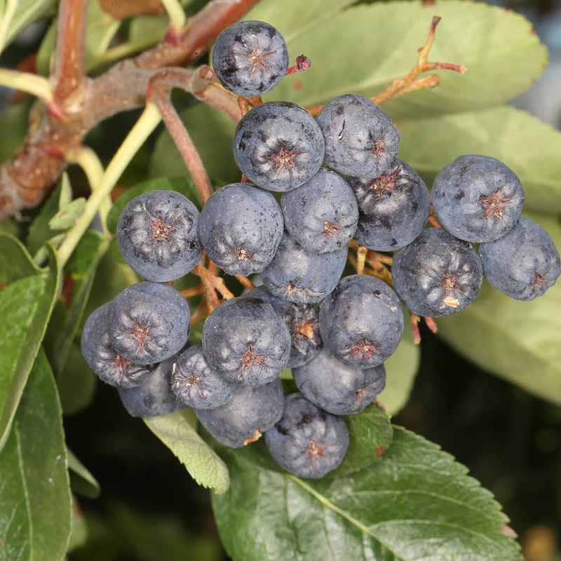 Røn Sorbus Black Ruby