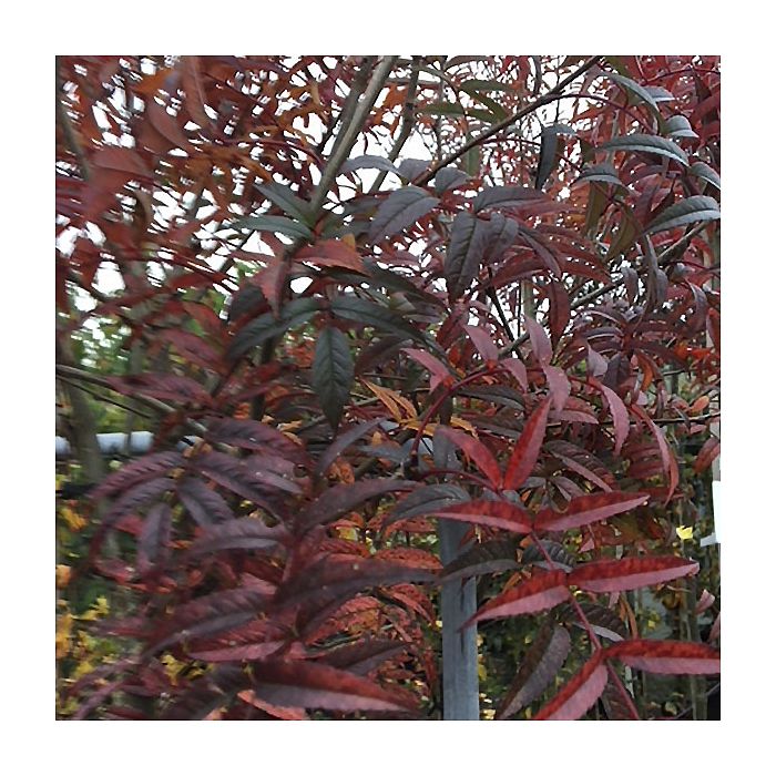 Japansk Røn (Sorbus commixta 'Carmencita') Opstammet 180 cm