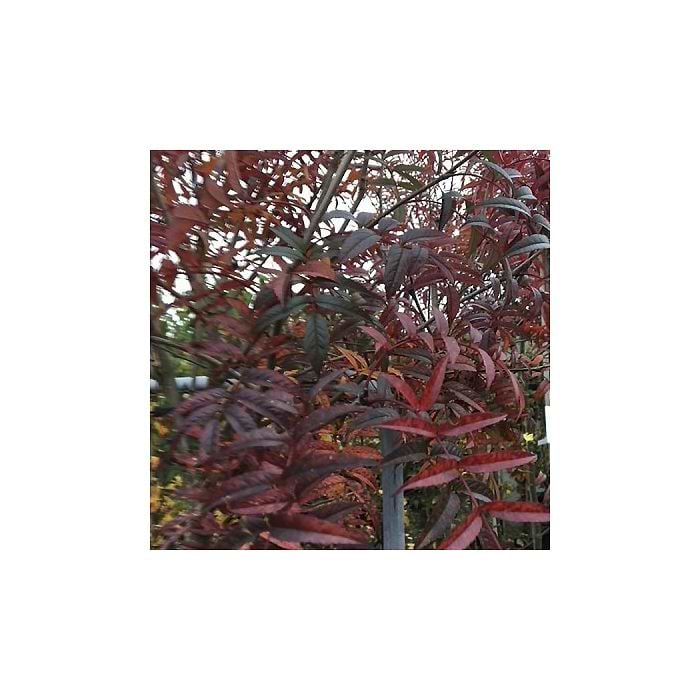Japansk Røn (Sorbus commixta 'Carmencita') 200-250 cm - Fast lav fragt!