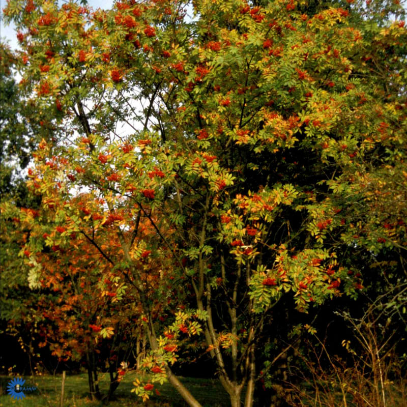 Røn (Sorbus commixta) 90-120 cm