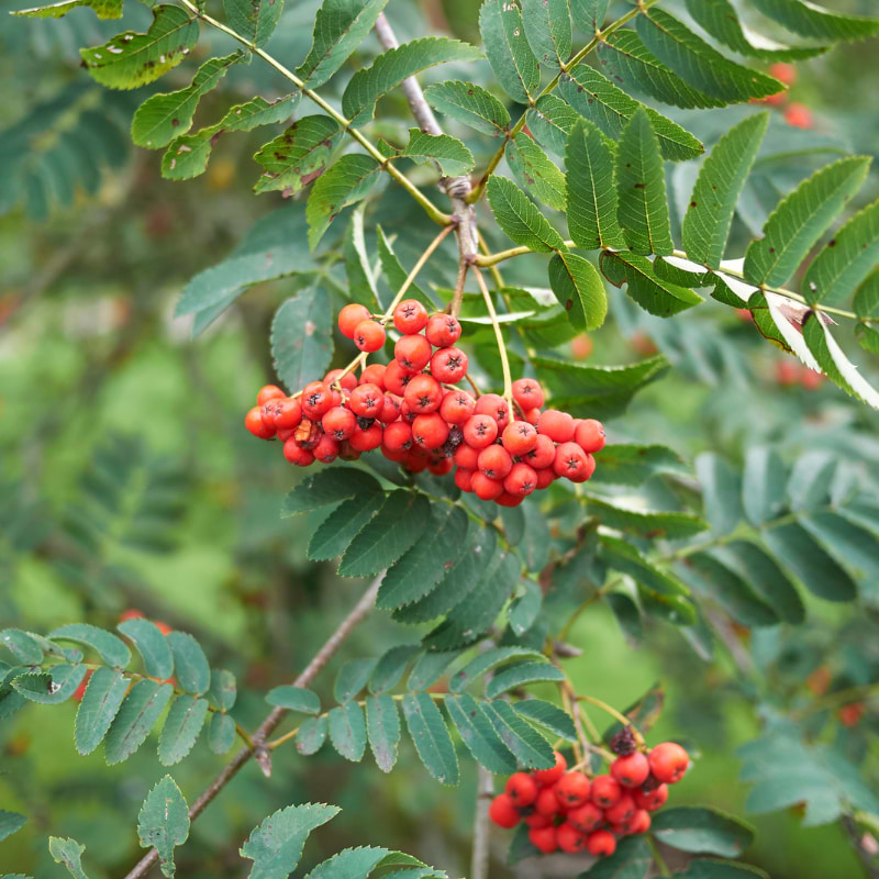 Labradorrøn (Sorbus decora) 90-120 cm