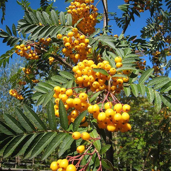 Japansk Røn (Sorbus 'Sunshine') Opstammet - Flere varianter
