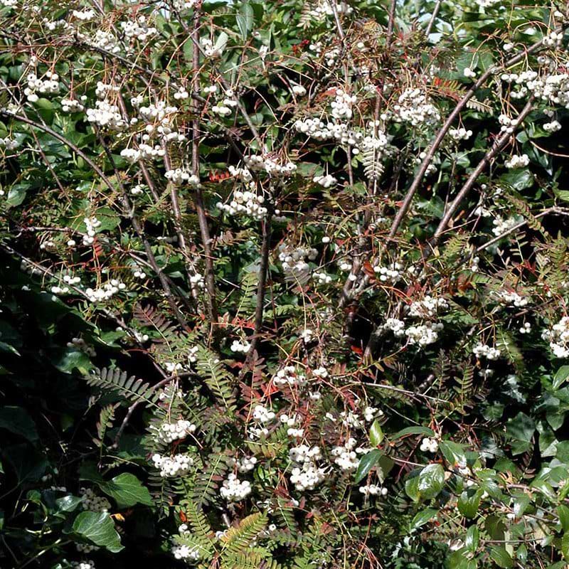 Perlerøn (Sorbus 'White Magic') Opstammet Flere varianter 