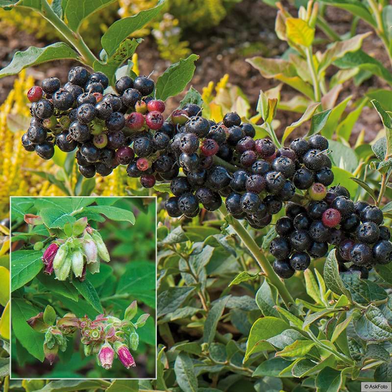 Sort Blåbær Vaccinium hirsutum