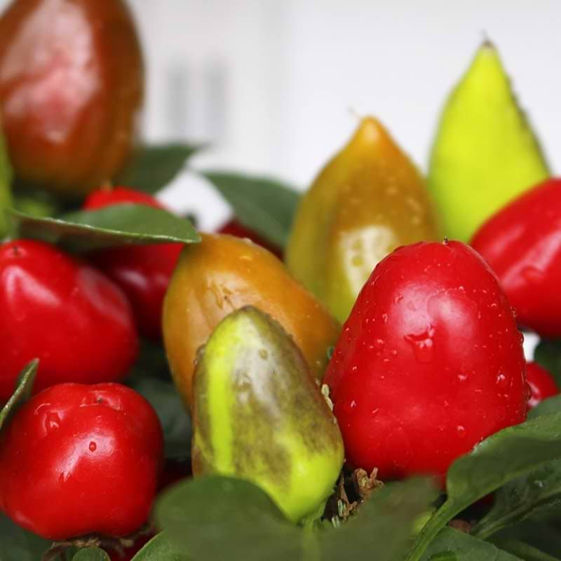 frugter på en spansk peberplante