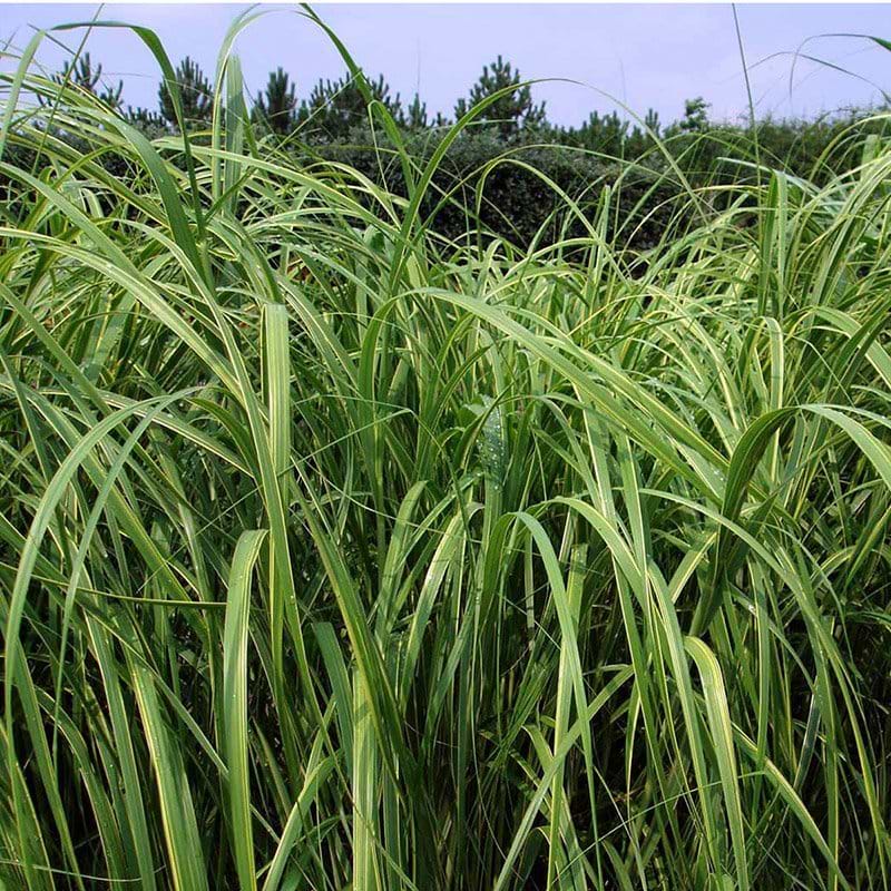 Guldlistegræs Spartina pec