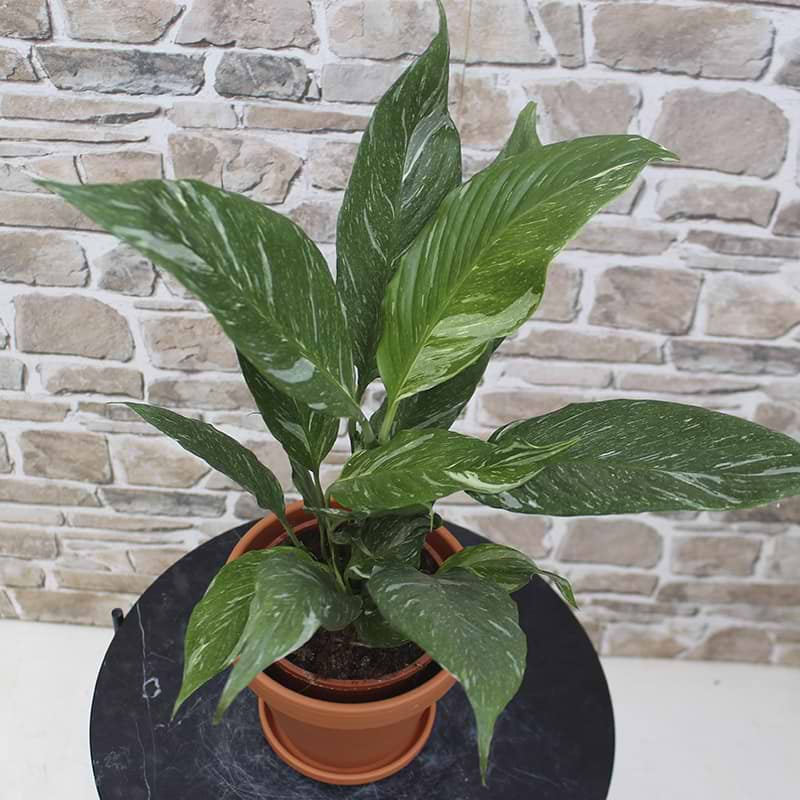 Fredslilje variegata