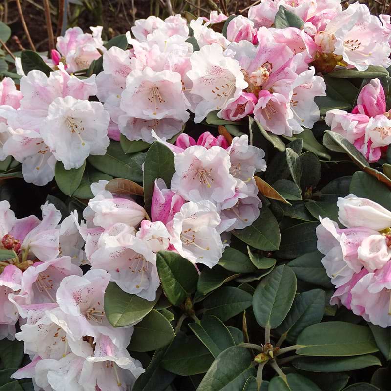 Rhododendron (Rhododendron bureavii x pachysanthum 'Special Dane') 