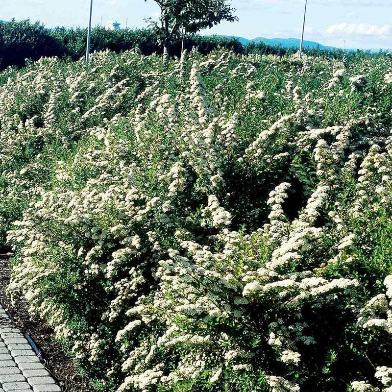 Spiraea Nipponica Snowmound hæk