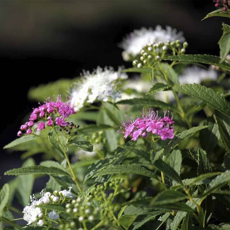 spir-a-spiraea-japonica-shirobana-genpei-30-50-cm