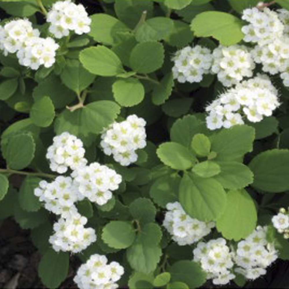 Spiraea betulifolia Tor blomst