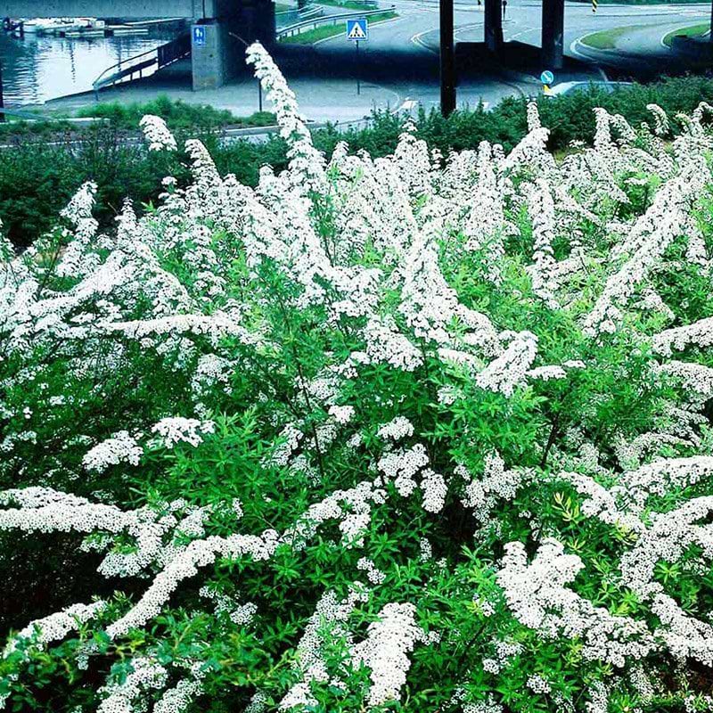 Spiraea Grefsheim