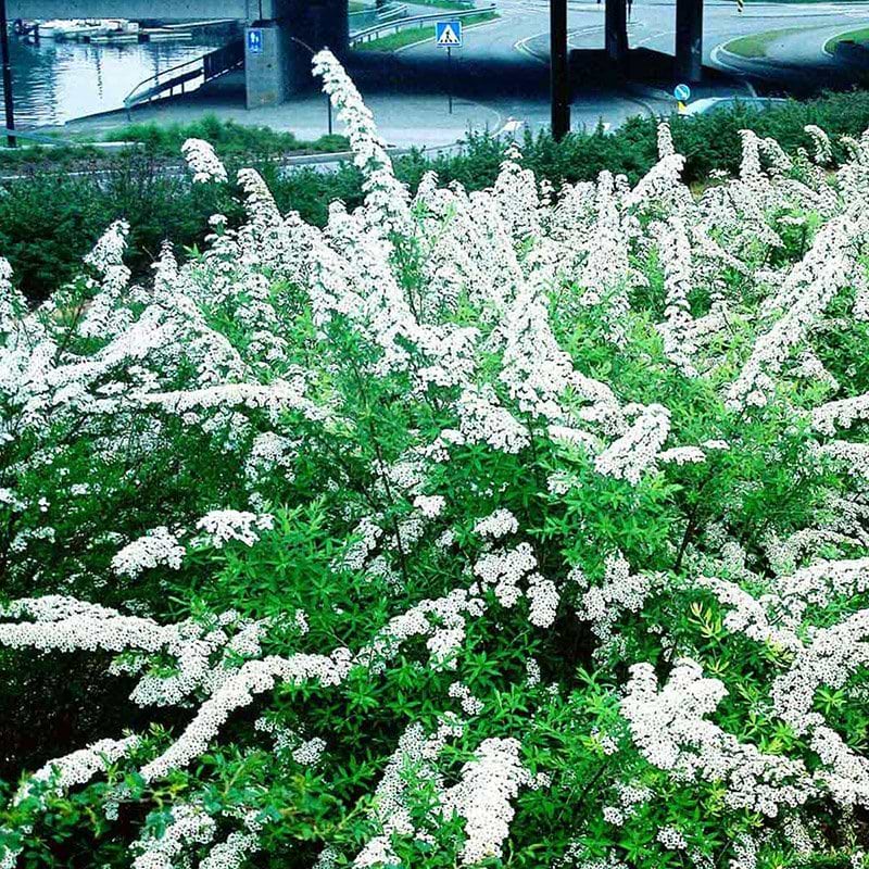 Hæk spiraea hvide blomster