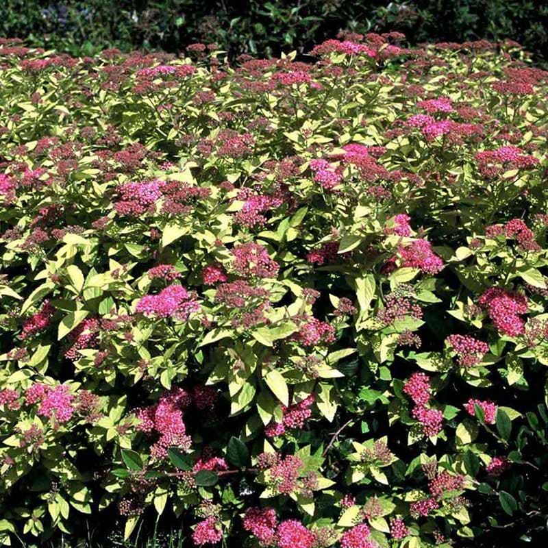 Spiraea japonica Golden Princess busk