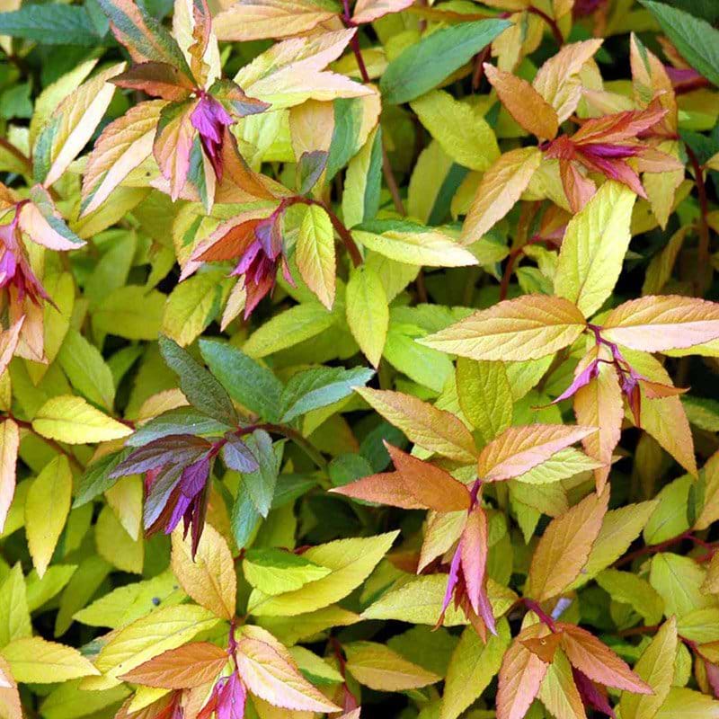 Spiraea japonica Goldflame blade