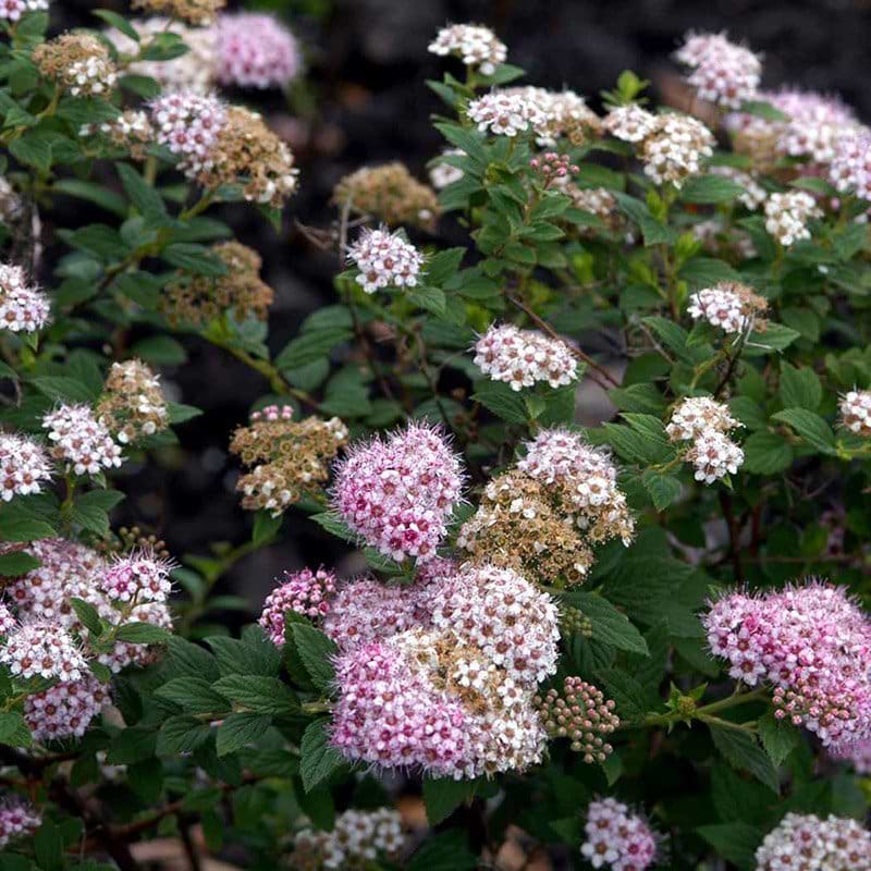 Spiraea japonica Little Princess blomst