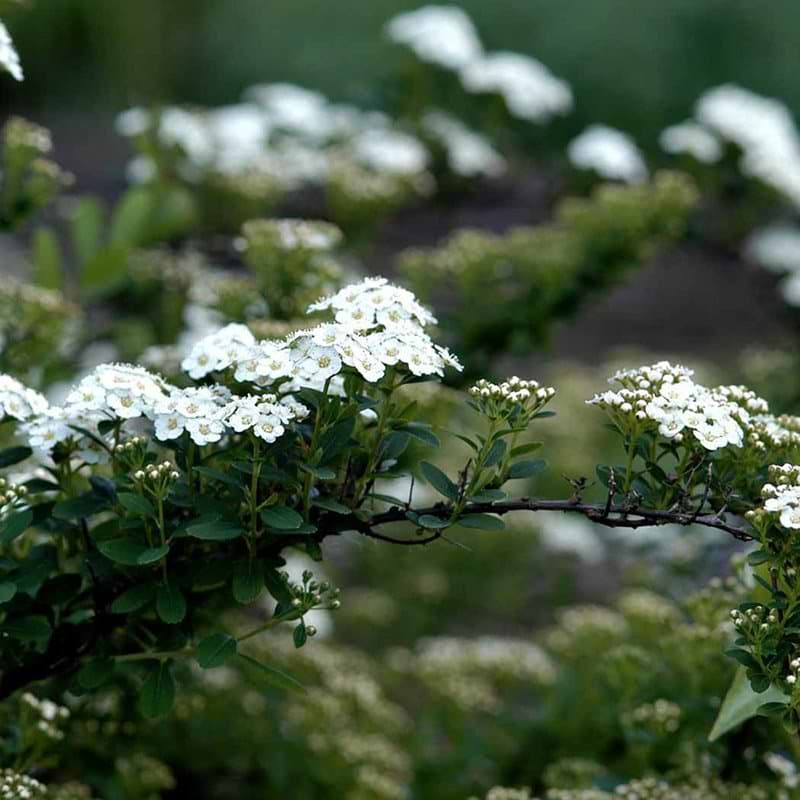 Spiræa Snowmound blomst
