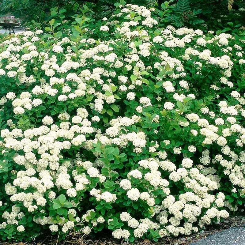 Spiraea betulifolia