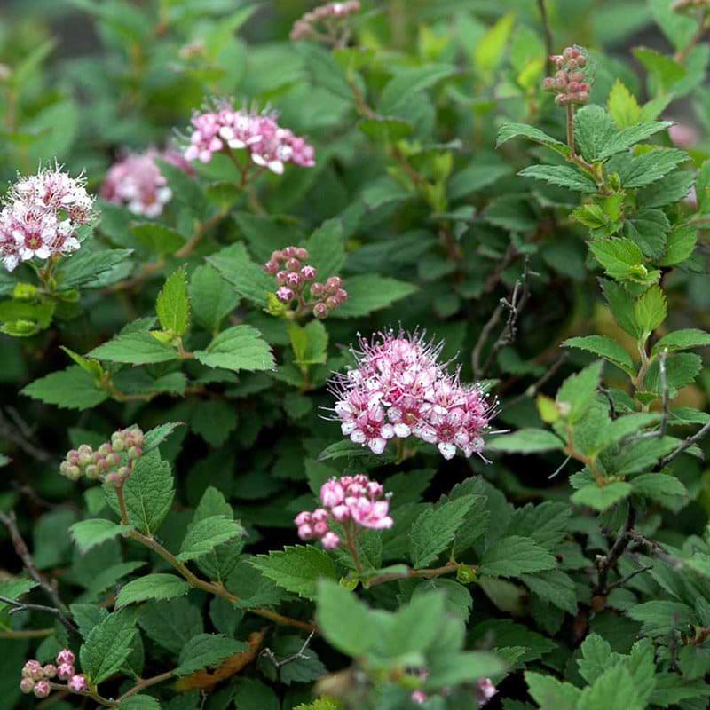 Spiraea japonica Nana