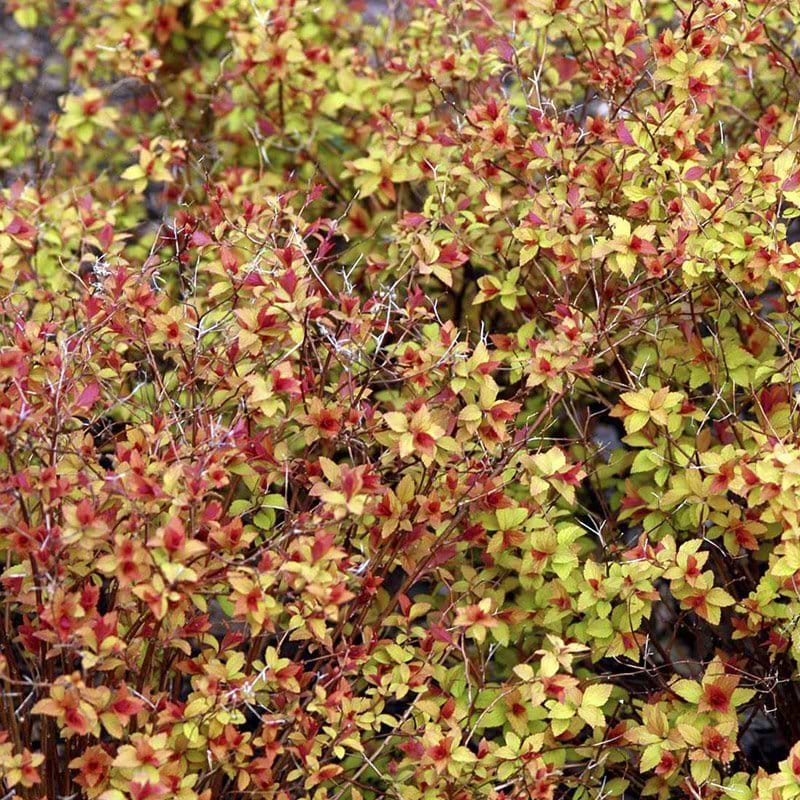 Spiraea japonica Firelight