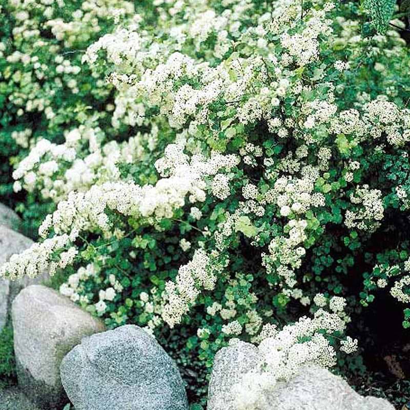 Spiraea trilobata