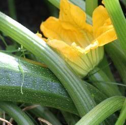 Squash grøn