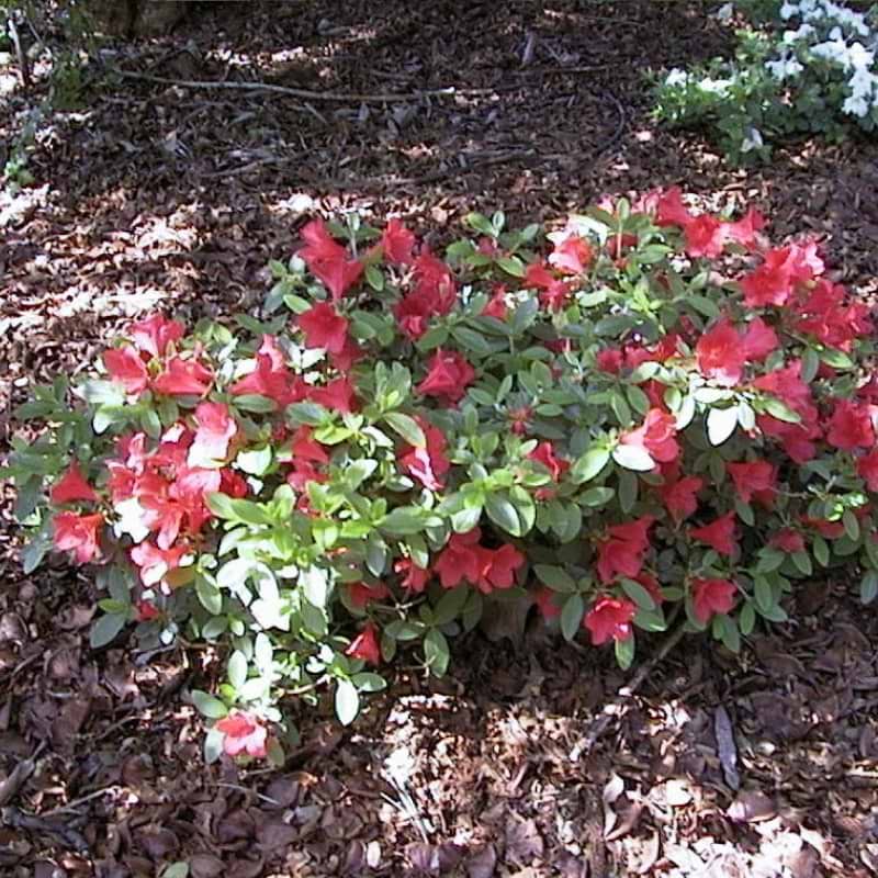 azalea squirrel