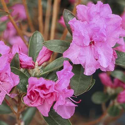 mørk rosa blomster