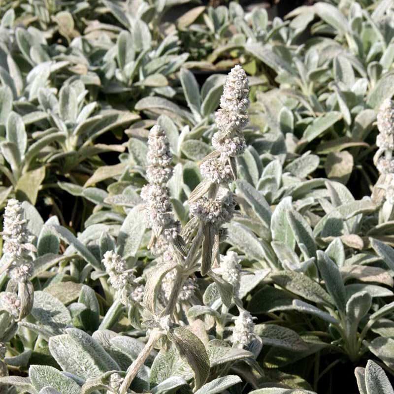 Lammeøre Silver Carpet
