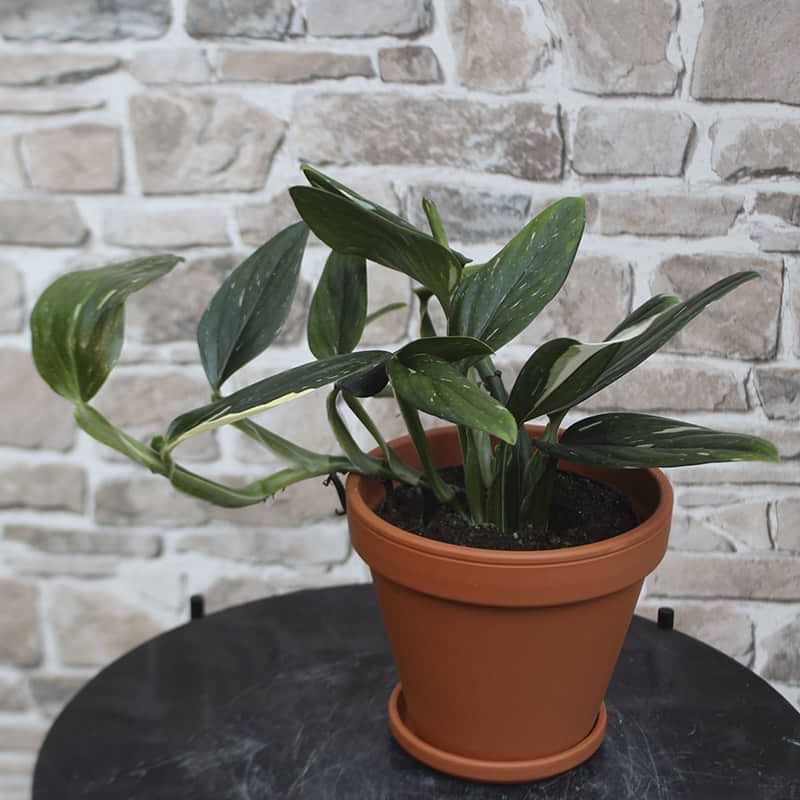 monstera standleyana