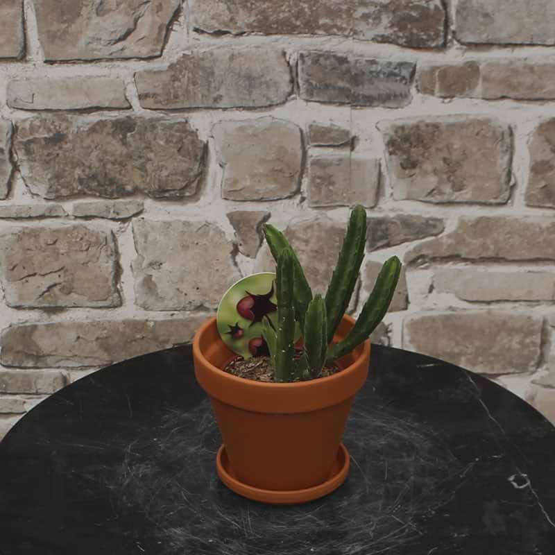 Ordensstjerne (Stapelia 'Leendertziae')