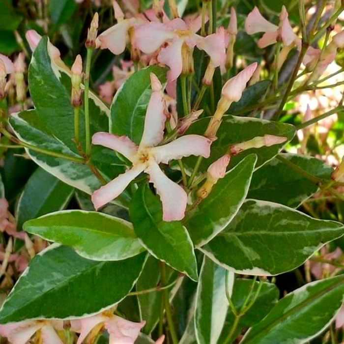 Trachelospermum