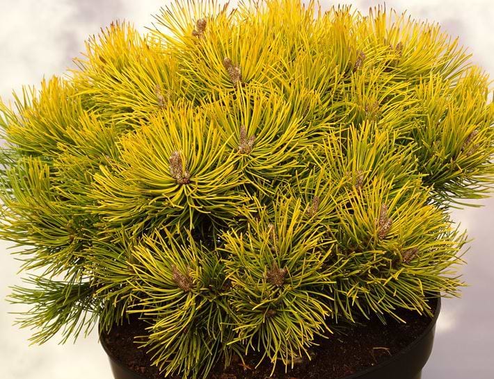 Bjergfyr (Pinus mugo 'Starkl') 25-40 cm