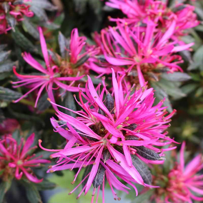 Rhododendron obtusom 'StarStyle'