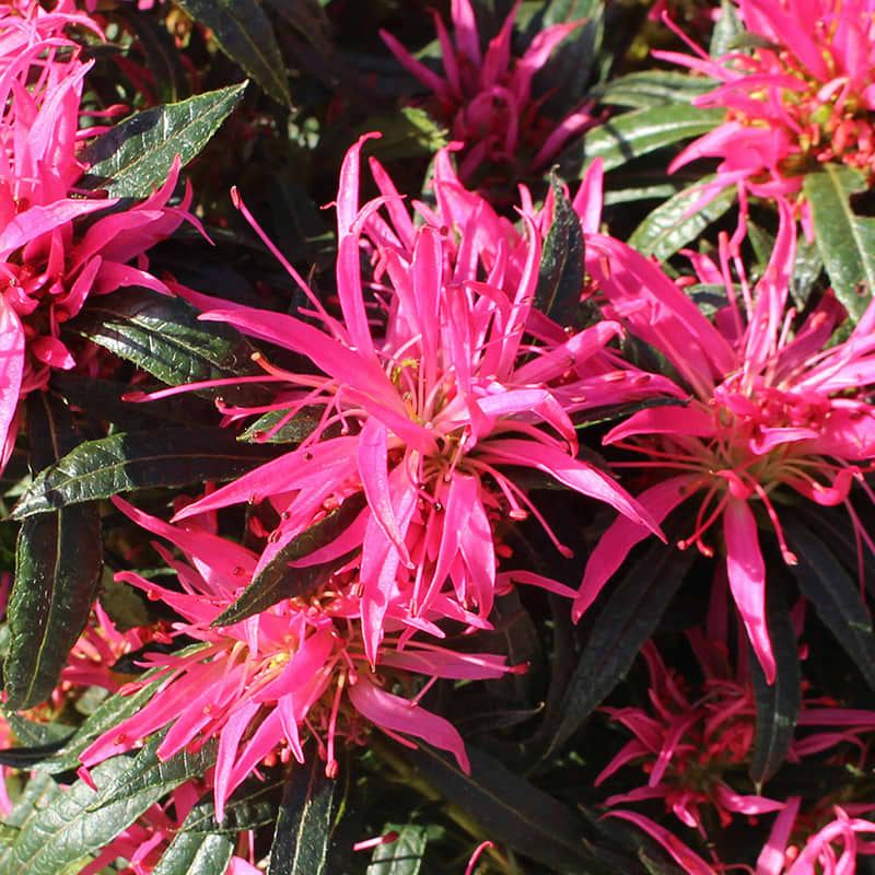 Rhodendron starstyle pink