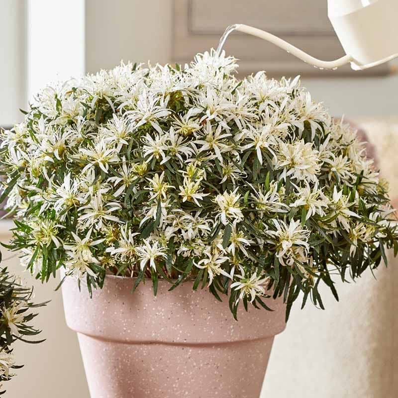 Rhododendron obtusom StarStyle hvid