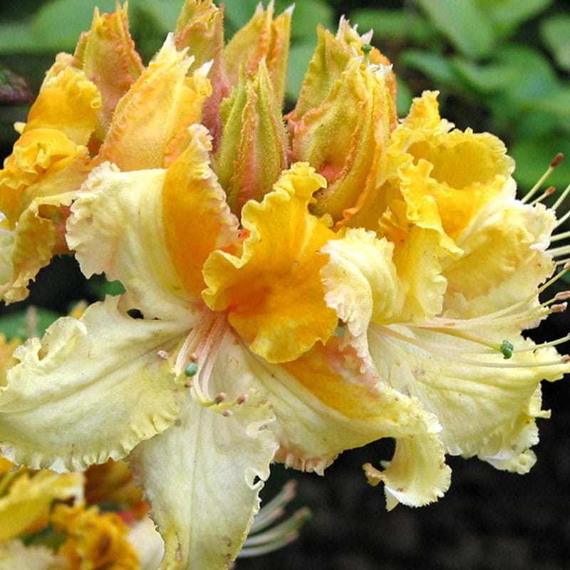Rhododendron 'Washington State Centennial'