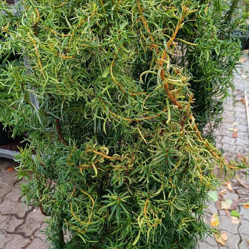 stechpalme ilex kaufen Stechpalme | kaufen