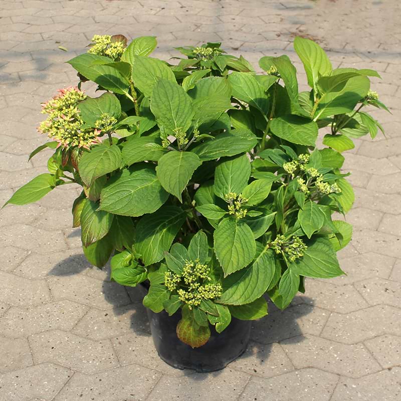 Hortensia