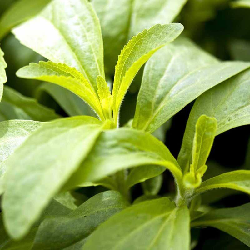 Stevia rebaudiana