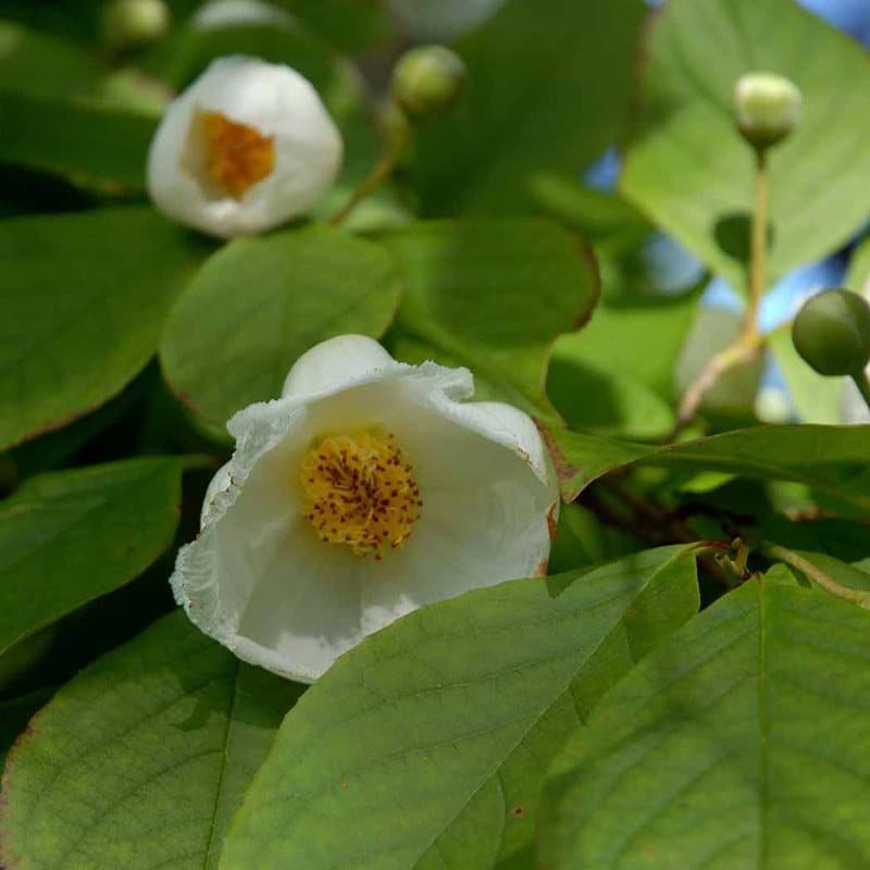 Stewartia blomst