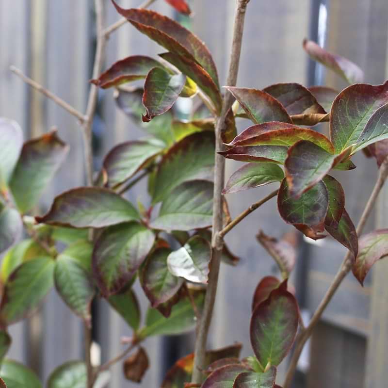 Stewartia Pseudocamelia