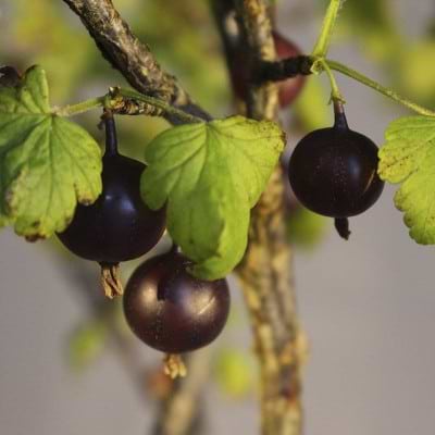 Ribes Larell