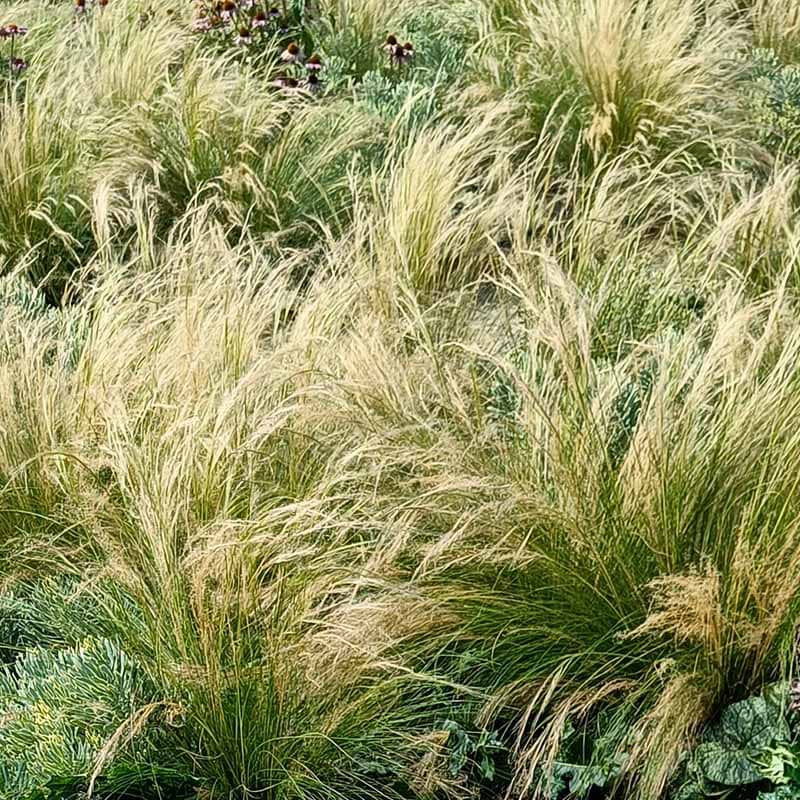 Stipa Tenuissima 'Pony tails
