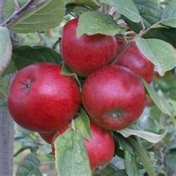 Cideræble Stoke red