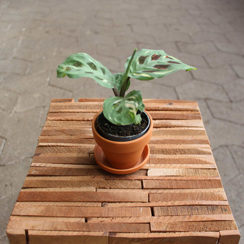 MARANTA